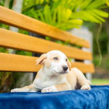 Mixed Breed Dogs Available for Adoption in Kailua-kona, Hawaii - Custard | PetCurious