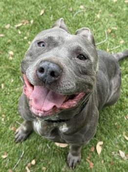 Blue - 2 -  Pit Bull Terrier and Mixed Breed Dog for Adoption in Daytona Beach, Florida - Blue - 2 | PetCurious