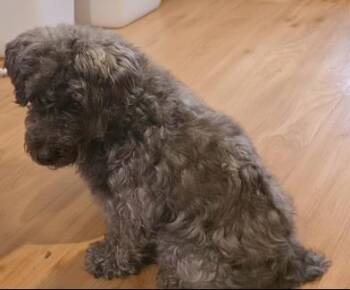 Cosmo -  Miniature Schnauzer Dog for Adoption in Liverpool, Texas - Cosmo | PetCurious