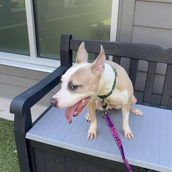 Twitch -  Pit Bull Terrier Dog for Adoption in Greensboro, North Carolina - Twitch | PetCurious