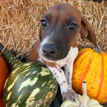 Susie - Adoption Pending -  Chihuahua and Dachshund Dog for Adoption - Susie - Adoption Pending | PetCurious