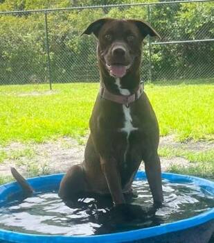 Labrador Retriever and Mixed Breed Dogs Available for Adoption - Betsy | PetCurious