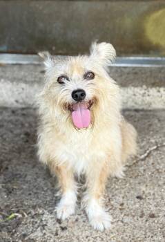 Emmie (Deb-fostered in TN) -  Affenpinscher and Brussels Griffon Dog for Adoption in Brighton, Tennessee - Emmie (Deb-fostered In TN) | PetCurious