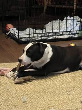 Odette -  Labrador Retriever and Border Collie Dog for Adoption - Odette | PetCurious