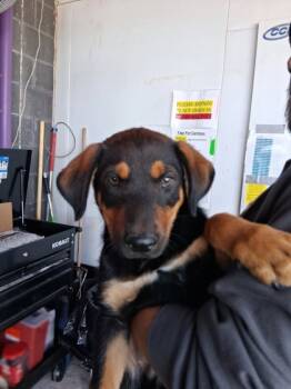 Rescue Mixed Breed Dogs for Adoption in El Paso, Texas - 59797690 | PetCurious