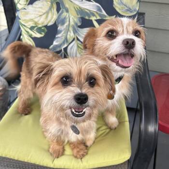 Archie Arthur -  Yorkshire Terrier Dog for Adoption in Houston, Texas - Archie Arthur | PetCurious