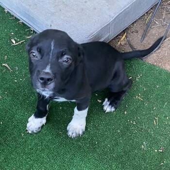 Muffin -  Beagle and Pug Dog for Adoption in Escondido, California - Muffin | PetCurious