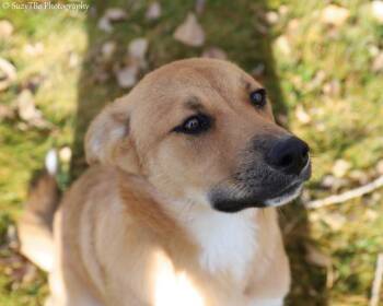 Rescue Shepherd Dogs for Adoption in Montrose, Colorado - Socks | PetCurious