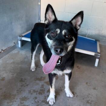 Yip -  Husky and Mixed Breed Dog for Adoption in Edinburg, Texas - Yip | PetCurious