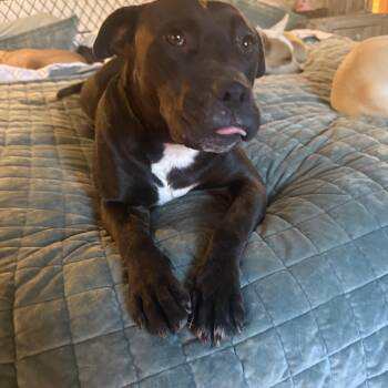 Pit Bull Terrier Dogs Available for Adoption in Holly Springs, Mississippi - Lovey | PetCurious