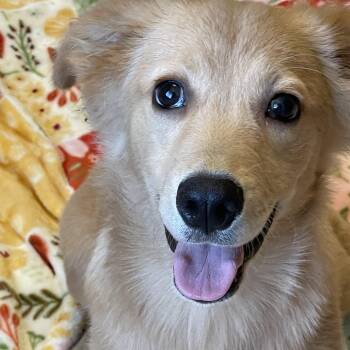 Bubby -  Golden Retriever Dog for Adoption in Lacon, Illinois - Bubby | PetCurious