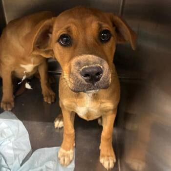 Silk -  Mixed Breed Dog for Adoption in Corbin, Kentucky - Silk | PetCurious