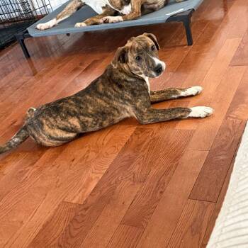 Mixed Breed Dogs Available for Adoption - Remi | PetCurious