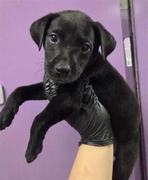 Mixed Breed Dogs Available for Adoption in El Paso, Texas - 60731555 | PetCurious