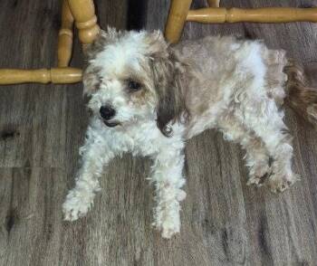 FOSTER ME - Sweetie -  Shih Tzu Dog for Adoption in Grafton, Wisconsin - FOSTER ME - Sweetie | PetCurious