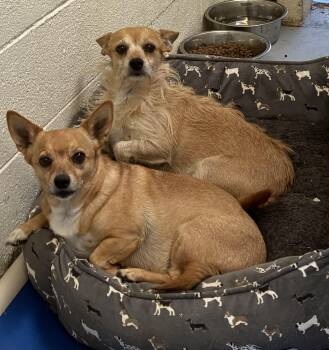 Rescue Chihuahua Dogs for Adoption in Littleton, Colorado - Bonded Pair | PetCurious