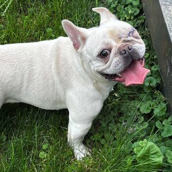 Squint -  French Bulldog Dog for Adoption in Brockport, New York - Squint | PetCurious