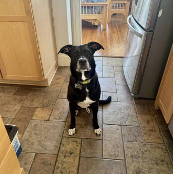 Black Labrador Retriever Dogs Available for Adoption - Poppy | PetCurious