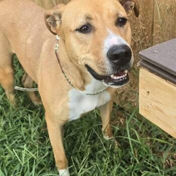 Rescue Mixed Breed Dogs for Adoption in Martinsburg, West Virginia - Lucy Lou | PetCurious