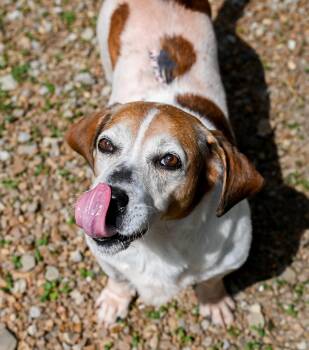 Basset Hound and Beagle Dogs Available for Adoption - Sam Elliott | PetCurious