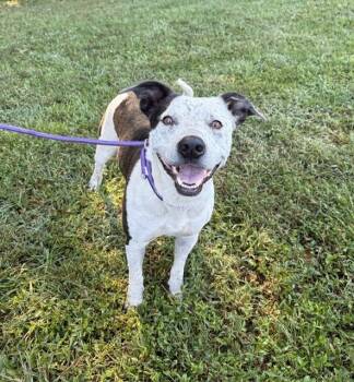 Millie -  Labrador Retriever Dog for Adoption in Mocksville, North Carolina - Millie | PetCurious