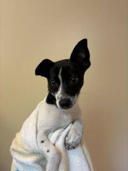 Gee -  Chihuahua and Mixed Breed Dog for Adoption in Honolulu, Hawaii - Gee | PetCurious