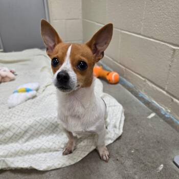 Tramp -  Jack Russell Terrier and Chihuahua Dog for Adoption - Tramp | PetCurious