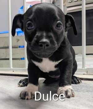 Rescue Chihuahua Dogs for Adoption in Saint David, Arizona - Dulce | PetCurious