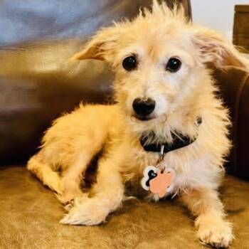 Stella -  Terrier Dog for Adoption in Georgetown, Texas - Stella | PetCurious