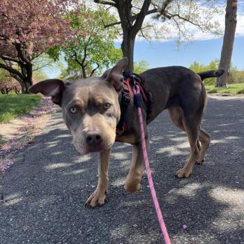 Pit Bull Terrier Dogs Available for Adoption in Bloomfield, New Jersey - Nala | PetCurious