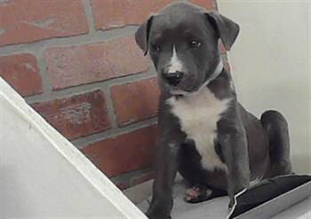 Staffordshire Bull Terrier and Mixed Breed Dogs Available for Adoption in Houston, Texas - BATMAN | PetCurious