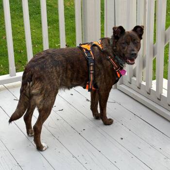 Belgian Shepherd Malinois Dogs Available for Adoption in Tunkhannock, Pennsylvania - Ruby | PetCurious