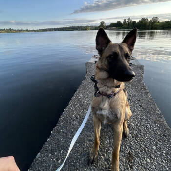 Rescue German Shepherd Dog and Mixed Breed Dogs for Adoption in Seattle, Washington - Cash | PetCurious