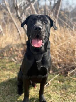 Shar Pei and Labrador Retriever Dogs Available for Adoption in Ajax, Ontario - CALZONE (FOSTER OF FOSTER TO ADOPT) | PetCurious
