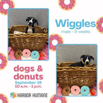 Wiggles -  Mixed Breed Dog for Adoption in West Olive, Michigan - Wiggles | PetCurious
