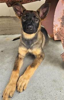 Belgian Shepherd Malinois and German Shepherd Dog Dogs Available for Adoption in Santa Cruz, California - TURKEY TAIL* | PetCurious