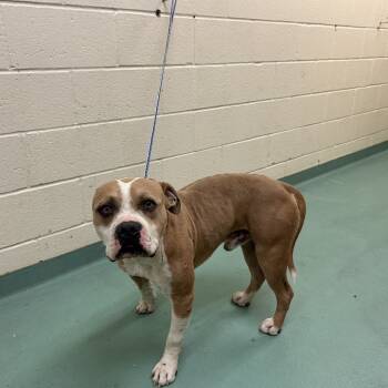 Rescue Mixed Breed Dogs for Adoption in Memphis, Tennessee - Sonny | PetCurious