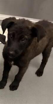 Belgian Shepherd Malinois Dogs Available for Adoption in Ontario, California - VANTA | PetCurious