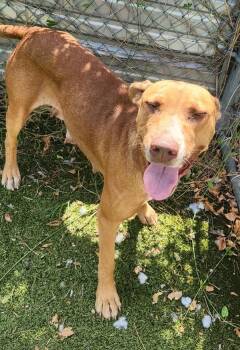 Rhea -  Labrador Retriever and Pit Bull Terrier Dog for Adoption in Austin, Texas - Rhea | PetCurious