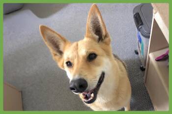 Rescue German Shepherd Dog Dogs for Adoption in Amherst, Massachusetts - Angel | PetCurious