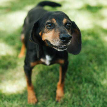 Rescue Plott Hound Dogs for Adoption in Northbrook, Illinois - Elmer Fudd | PetCurious