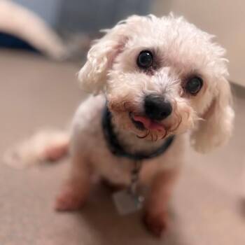 Bichon Frise Dogs Available for Adoption in Lynchburg, Virginia - Bodie | PetCurious