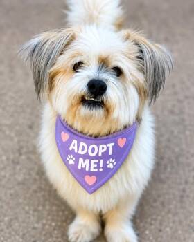 Hokey Pokey -  Havanese Dog for Adoption in Wayne, New Jersey - Hokey Pokey | PetCurious