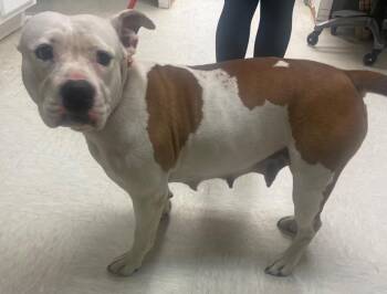 Wilma -  Pit Bull Terrier Dog for Adoption in Mineral, Virginia - Wilma | PetCurious