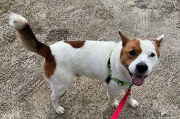 Akita and Husky Dogs Available for Adoption - SAMSON | PetCurious