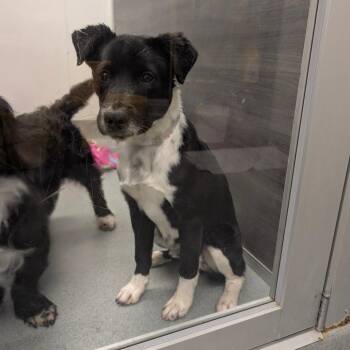 Border Collie Dogs Available for Adoption - Harvey- City Of Industry | PetCurious