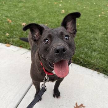 Marnie -  Mixed Breed Dog for Adoption in Springboro, Ohio - Marnie | PetCurious