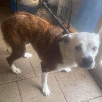 Peppa Stray Hold 7/11 -  Mixed Breed Dog for Adoption in Huntington, West Virginia - Peppa Stray Hold 7/11 | PetCurious