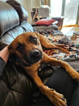 German Shepherd Dog and Mixed Breed Dogs Available for Adoption - Ollie | PetCurious