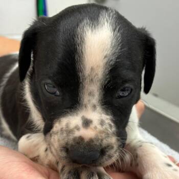 Sonny -  Black Labrador Retriever Dog for Adoption in Corpus Christi, Texas - Sonny | PetCurious